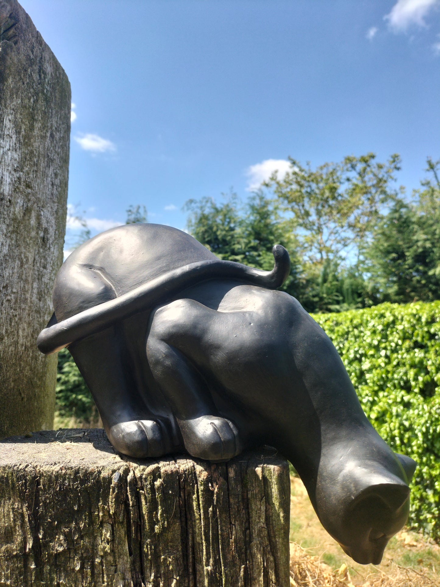 Zwarte kat