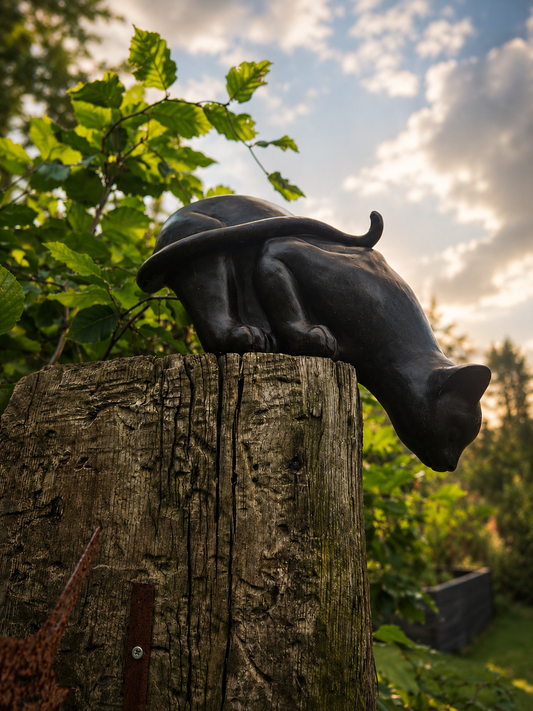 Zwarte kat